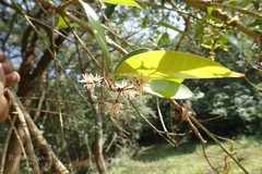 Chionanthus mala-elengi subsp. mala-elengi